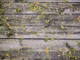 Sample photo